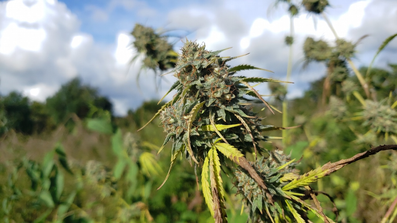 Pestes y enfermedades del cannabis: guía visual para identificarlas y tratarlas