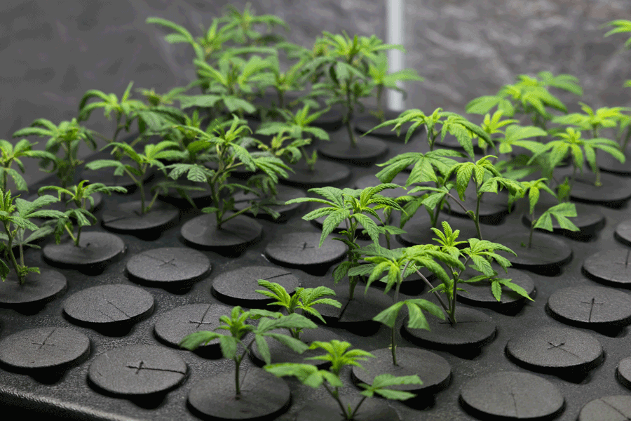Clonación de cannabis: cómo hacer esquejes paso a paso
