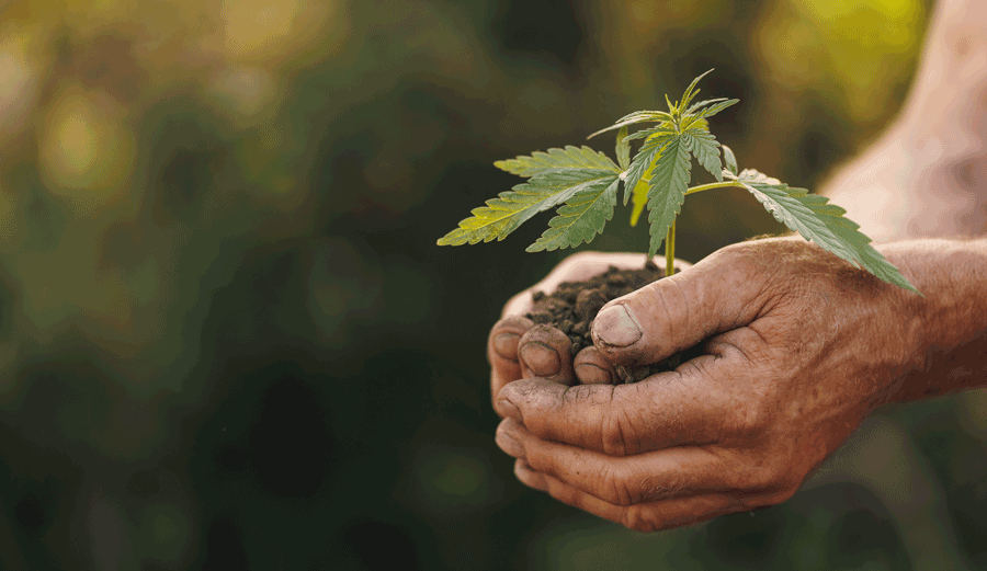 Cómo cultivar autoflorecientes en Argentina: guía completa para principiantes