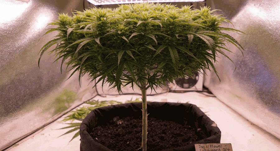 Lollipopping en cannabis: limpiar la parte de abajo para cogollos más grandes