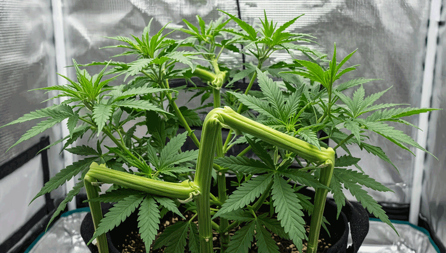 Super cropping en cannabis: cómo doblar tallos sin romperlos